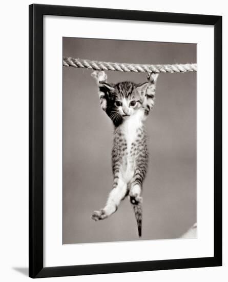 1950s Little Kitten Hanging from Rope Looking at Camera-null-Framed Photographic Print