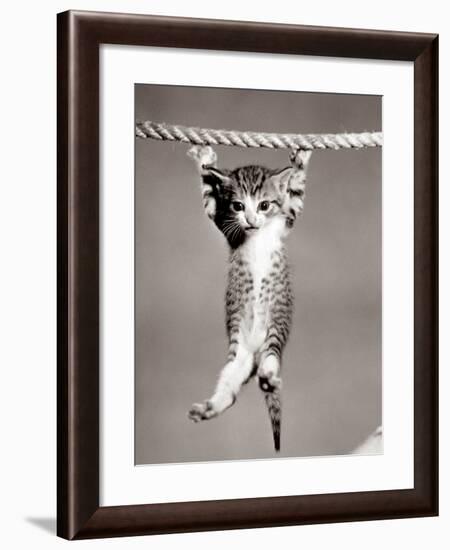 1950s Little Kitten Hanging from Rope Looking at Camera-null-Framed Photographic Print