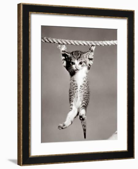 1950s Little Kitten Hanging from Rope Looking at Camera-null-Framed Photographic Print