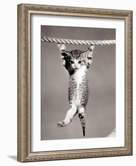 1950s Little Kitten Hanging from Rope Looking at Camera-null-Framed Photographic Print