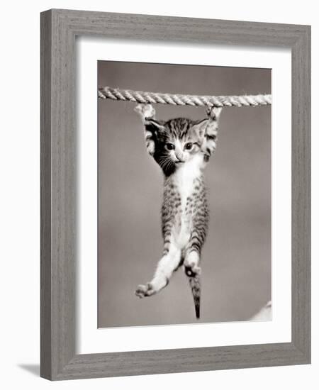 1950s Little Kitten Hanging from Rope Looking at Camera-null-Framed Photographic Print