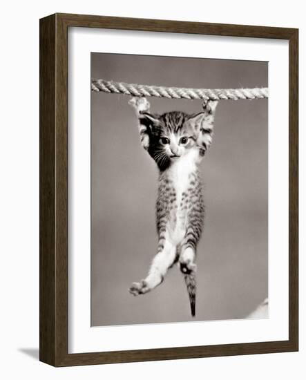 1950s Little Kitten Hanging from Rope Looking at Camera-null-Framed Photographic Print