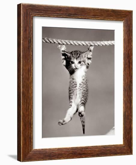 1950s Little Kitten Hanging from Rope Looking at Camera-null-Framed Photographic Print