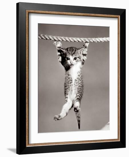 1950s Little Kitten Hanging from Rope Looking at Camera-null-Framed Photographic Print