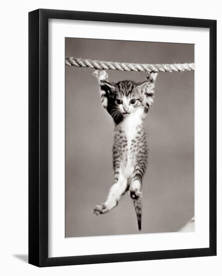 1950s Little Kitten Hanging from Rope Looking at Camera-null-Framed Photographic Print