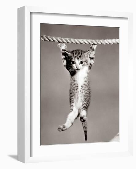 1950s Little Kitten Hanging from Rope Looking at Camera-null-Framed Photographic Print