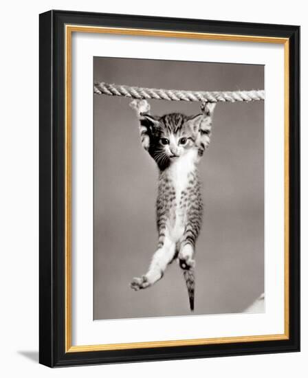 1950s Little Kitten Hanging from Rope Looking at Camera-null-Framed Photographic Print