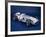 1954 Mercedes W196-null-Framed Photographic Print