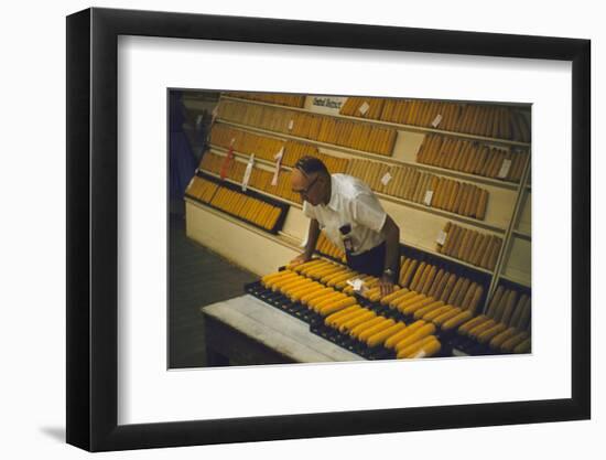 1955: at the Iowa State Fair, a Judge Examine Corn Cob Entries, Des Moines, Iowa-John Dominis-Framed Photographic Print