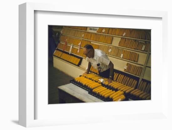 1955: at the Iowa State Fair, a Judge Examine Corn Cob Entries, Des Moines, Iowa-John Dominis-Framed Photographic Print