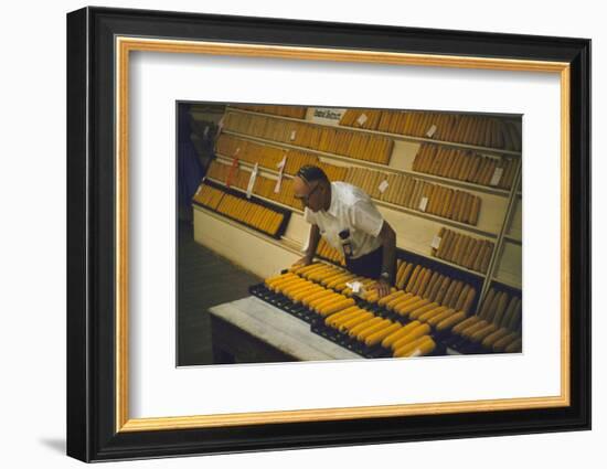 1955: at the Iowa State Fair, a Judge Examine Corn Cob Entries, Des Moines, Iowa-John Dominis-Framed Photographic Print