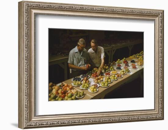 1955: Judges Examining Produce Entries in the Agriculture Building at the Iowa State Fair-John Dominis-Framed Photographic Print