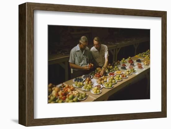 1955: Judges Examining Produce Entries in the Agriculture Building at the Iowa State Fair-John Dominis-Framed Photographic Print