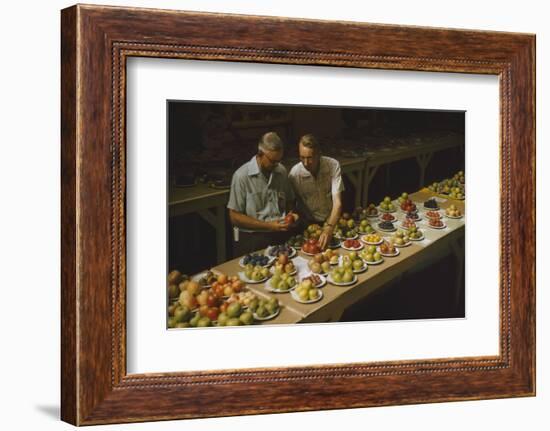 1955: Judges Examining Produce Entries in the Agriculture Building at the Iowa State Fair-John Dominis-Framed Photographic Print