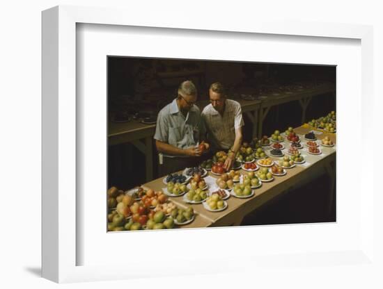 1955: Judges Examining Produce Entries in the Agriculture Building at the Iowa State Fair-John Dominis-Framed Photographic Print