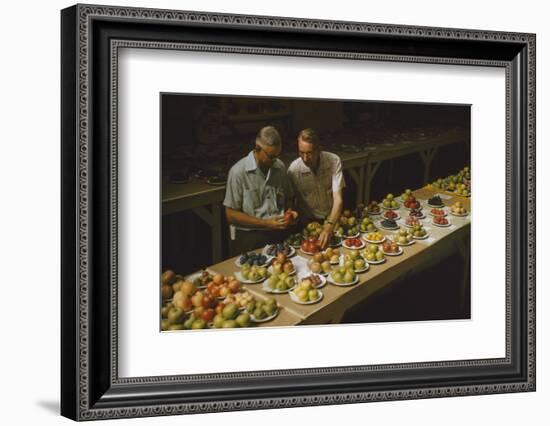 1955: Judges Examining Produce Entries in the Agriculture Building at the Iowa State Fair-John Dominis-Framed Photographic Print