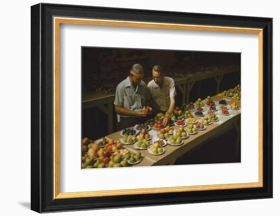 1955: Judges Examining Produce Entries in the Agriculture Building at the Iowa State Fair-John Dominis-Framed Photographic Print