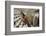 1955: Judges Examining Various Preserves and Butters, at the Iowa State Fair, Des Moines, Iowa-John Dominis-Framed Photographic Print