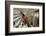 1955: Judges Examining Various Preserves and Butters, at the Iowa State Fair, Des Moines, Iowa-John Dominis-Framed Photographic Print