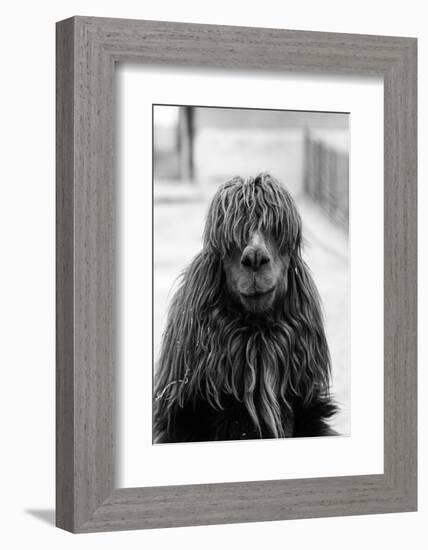 1960s CLOSE-UP OF ALPACA Vicugna pacos LOOKING AT CAMERA-H. Armstrong Roberts-Framed Photographic Print