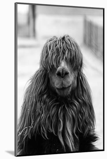 1960s CLOSE-UP OF ALPACA Vicugna pacos LOOKING AT CAMERA-H. Armstrong Roberts-Mounted Photographic Print