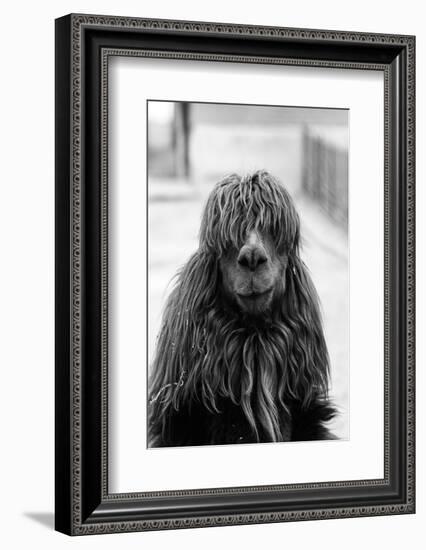 1960s CLOSE-UP OF ALPACA Vicugna pacos LOOKING AT CAMERA-H. Armstrong Roberts-Framed Photographic Print