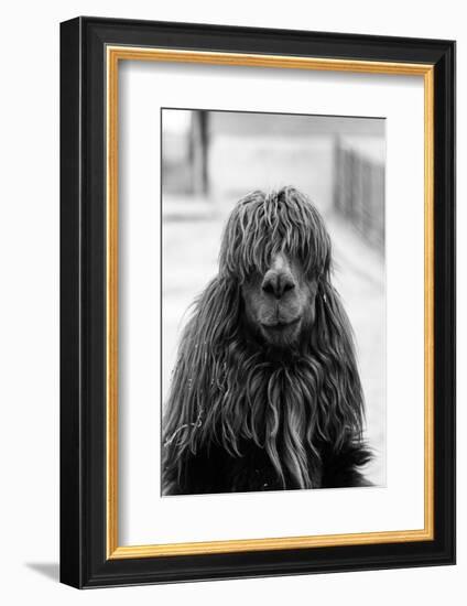 1960s CLOSE-UP OF ALPACA Vicugna pacos LOOKING AT CAMERA-H. Armstrong Roberts-Framed Photographic Print