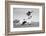 1960s FOOTBALL PLAYER JUMPING OVER BLOCKED PLAYERS-H. Armstrong Roberts-Framed Photographic Print