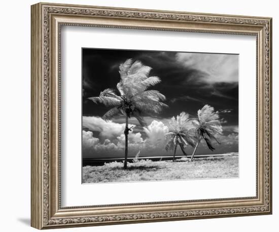 1960s Infrared Scenic Photograph of Tropical Palm Trees Blowing in Storm Florida Keys-null-Framed Photographic Print