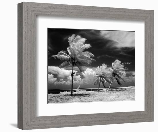 1960s Infrared Scenic Photograph of Tropical Palm Trees Blowing in Storm Florida Keys-null-Framed Photographic Print