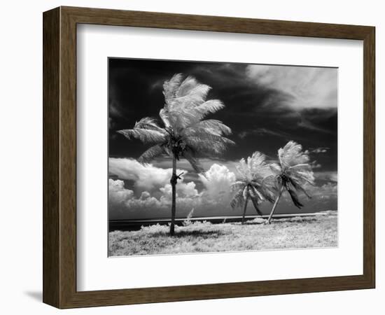 1960s Infrared Scenic Photograph of Tropical Palm Trees Blowing in Storm Florida Keys-null-Framed Photographic Print