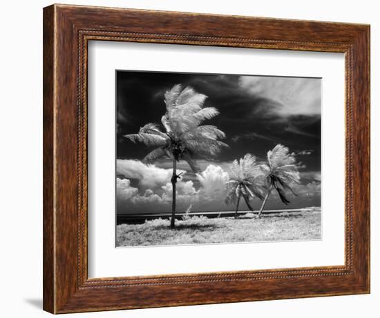 1960s Infrared Scenic Photograph of Tropical Palm Trees Blowing in Storm Florida Keys-null-Framed Photographic Print