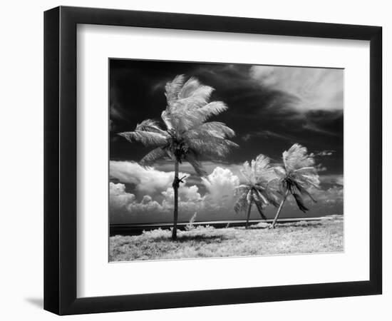 1960s Infrared Scenic Photograph of Tropical Palm Trees Blowing in Storm Florida Keys-null-Framed Photographic Print