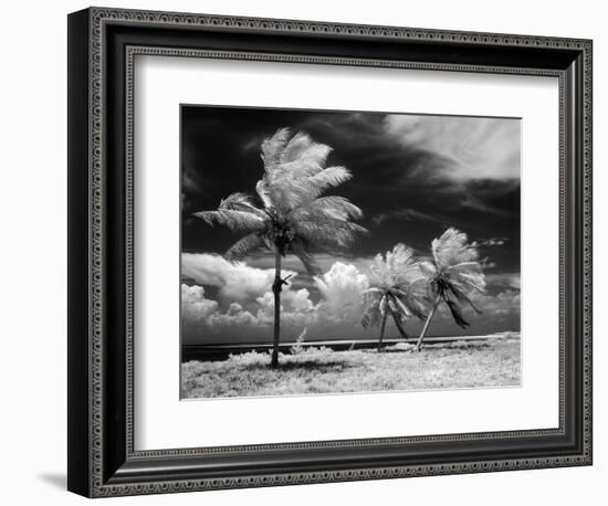 1960s Infrared Scenic Photograph of Tropical Palm Trees Blowing in Storm Florida Keys-null-Framed Photographic Print