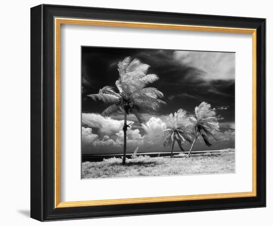 1960s Infrared Scenic Photograph of Tropical Palm Trees Blowing in Storm Florida Keys-null-Framed Photographic Print