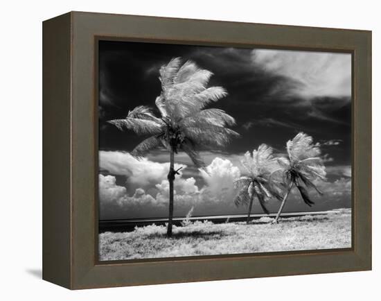 1960s Infrared Scenic Photograph of Tropical Palm Trees Blowing in Storm Florida Keys-null-Framed Premier Image Canvas