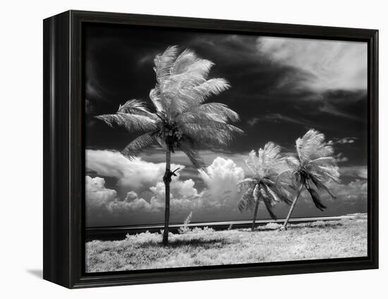 1960s Infrared Scenic Photograph of Tropical Palm Trees Blowing in Storm Florida Keys-null-Framed Premier Image Canvas