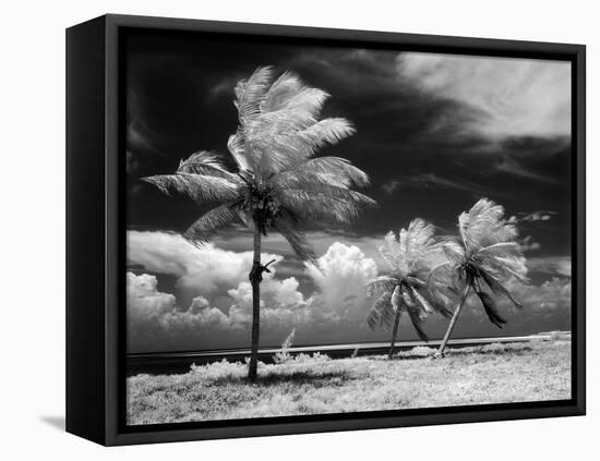 1960s Infrared Scenic Photograph of Tropical Palm Trees Blowing in Storm Florida Keys-null-Framed Premier Image Canvas