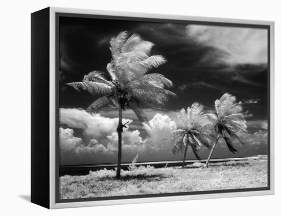 1960s Infrared Scenic Photograph of Tropical Palm Trees Blowing in Storm Florida Keys-null-Framed Premier Image Canvas