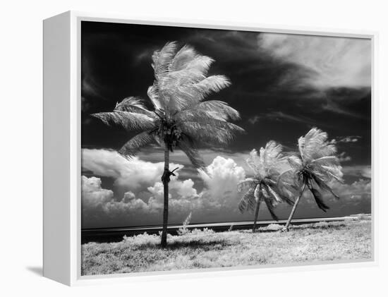 1960s Infrared Scenic Photograph of Tropical Palm Trees Blowing in Storm Florida Keys-null-Framed Premier Image Canvas