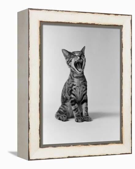 1960s Kitten Sitting and Yawning-null-Framed Premier Image Canvas