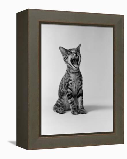 1960s Kitten Sitting and Yawning-null-Framed Premier Image Canvas