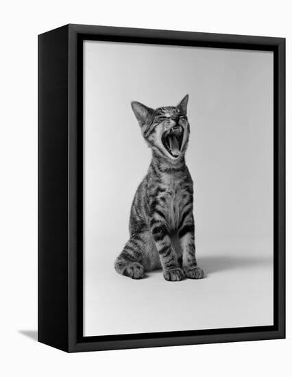 1960s Kitten Sitting and Yawning-null-Framed Premier Image Canvas