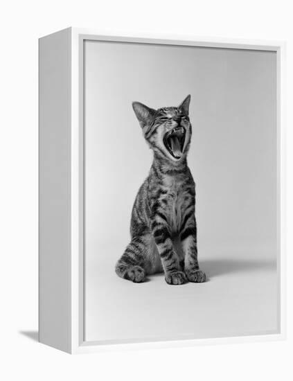 1960s Kitten Sitting and Yawning-null-Framed Premier Image Canvas