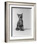 1960s Kitten Sitting and Yawning-null-Framed Photographic Print