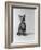 1960s Kitten Sitting and Yawning-null-Framed Photographic Print