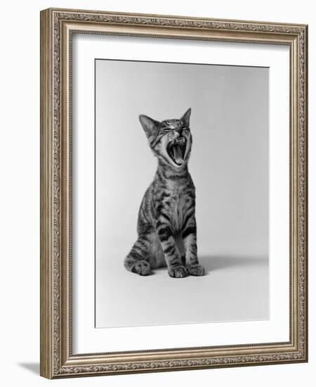 1960s Kitten Sitting and Yawning-null-Framed Photographic Print