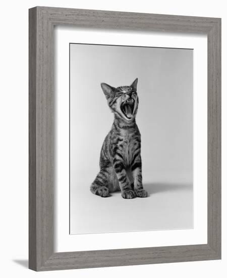 1960s Kitten Sitting and Yawning-null-Framed Photographic Print