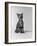 1960s Kitten Sitting and Yawning-null-Framed Photographic Print