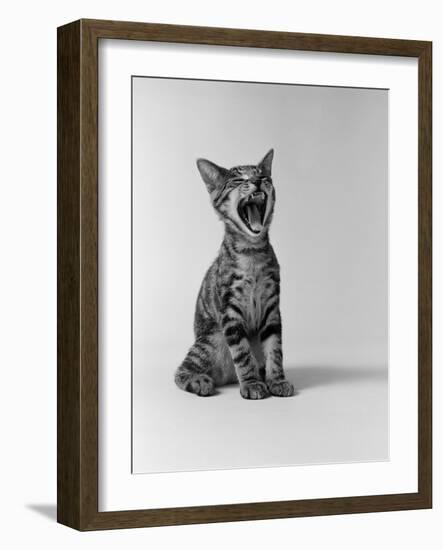 1960s Kitten Sitting and Yawning-null-Framed Photographic Print